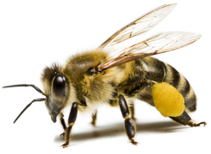 Bee PNG image-4297